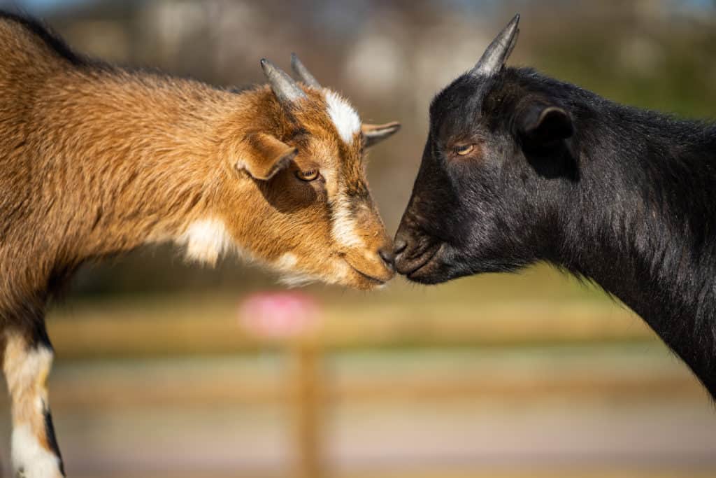 I wish that I knew what these two goats were feeling.