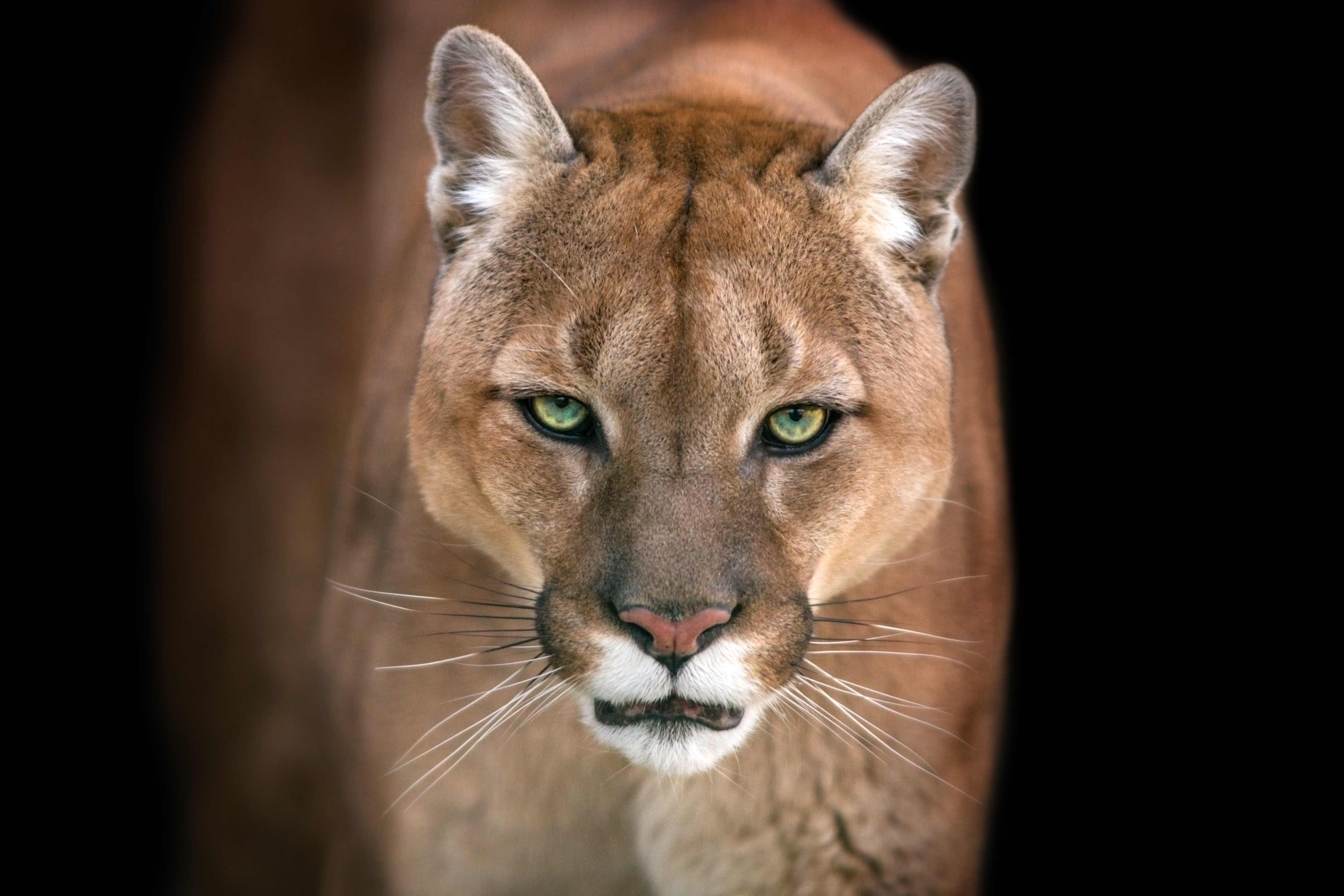 Well, it's not really that scary of a picture. But contrary to what is shown here, the mountain lion is a truly dangerous creature. It will kill your entire livestock if given the chance.