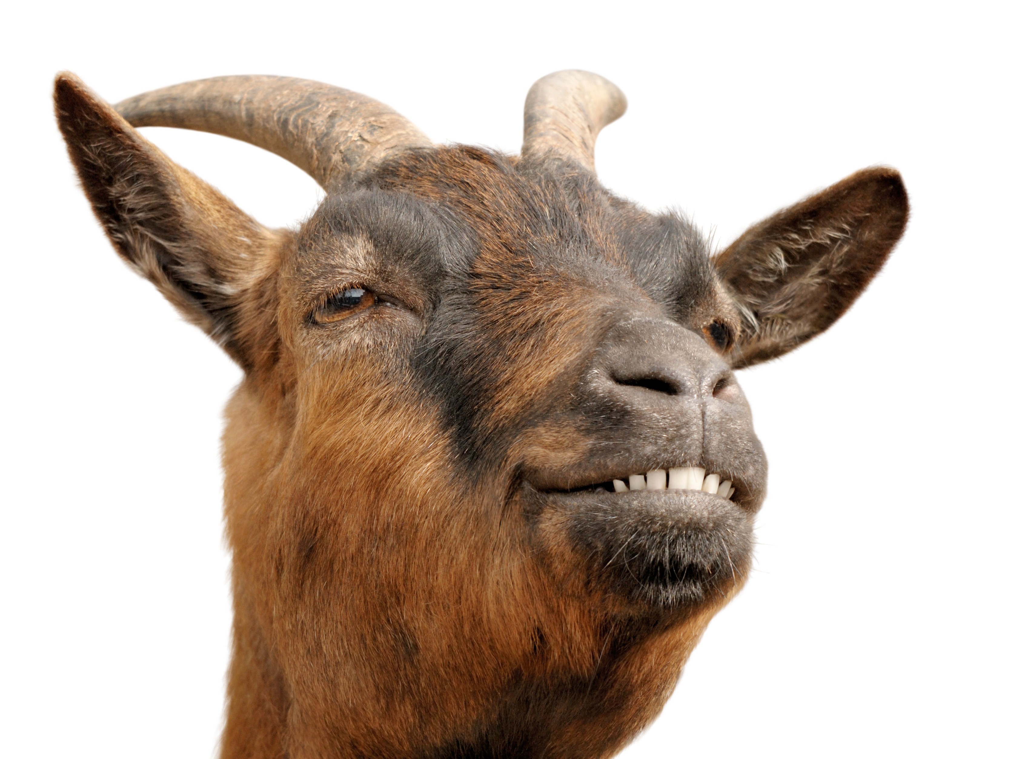 Legend has it that if you kiss an ugly huma prince he'll transform into this goat.